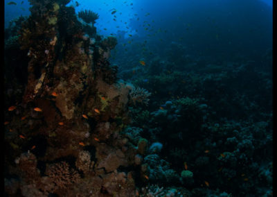Arasub-civitanova-a-soma-bay-egitto (10)