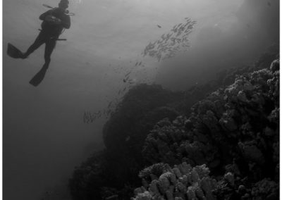 Arasub-civitanova-a-soma-bay-egitto (12)