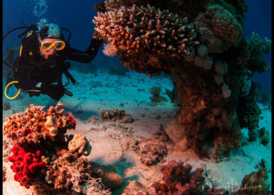 Arasub-civitanova-a-soma-bay-egitto (13)