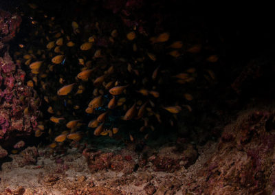 Arasub-civitanova-a-soma-bay-egitto (14)