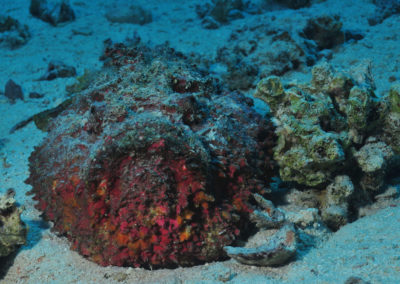 Arasub-civitanova-a-soma-bay-egitto (2)