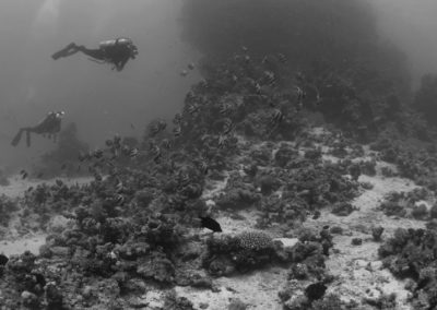 Arasub-civitanova-a-soma-bay-egitto (4)