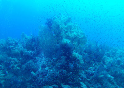 Arasub-civitanova-a-soma-bay-egitto (41)