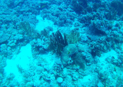 Arasub-civitanova-a-soma-bay-egitto (42)