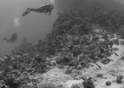 Arasub-civitanova-a-soma-bay-egitto (5)