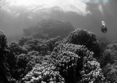 Arasub-civitanova-a-soma-bay-egitto (50)
