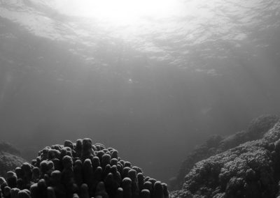 Arasub-civitanova-a-soma-bay-egitto (52)
