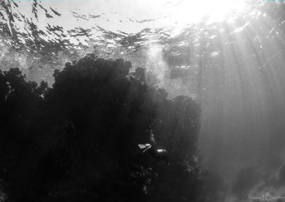 Arasub-civitanova-a-soma-bay-egitto (54)