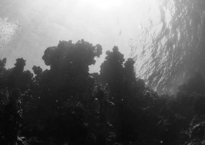 Arasub-civitanova-a-soma-bay-egitto (55)