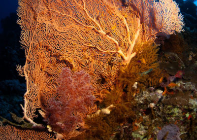 Arasub-civitanova-a-soma-bay-egitto (58)