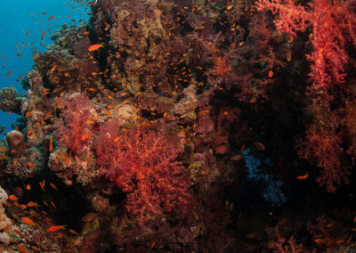 Arasub-civitanova-a-soma-bay-egitto (6)