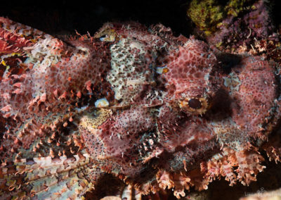 Arasub-civitanova-a-soma-bay-egitto (63)