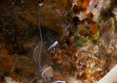 Arasub-civitanova-a-soma-bay-egitto (64)