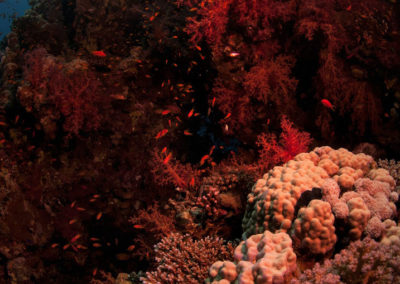 Arasub-civitanova-a-soma-bay-egitto (7)